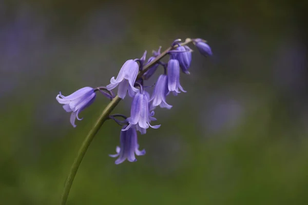 stock image beautiful flowers in the garden