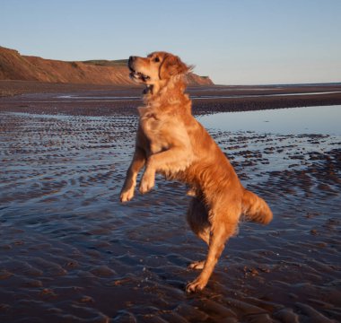 Deniz kıyısındaki köpek