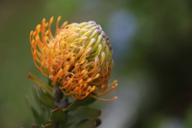 Güzel çiçek, çiçekli fotoğraf.