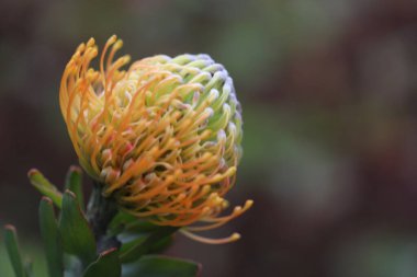 Güzel sarı bir çiçeğe yaklaş.