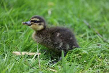 Yeşil çimlerde küçük şirin ördek yavrusu, yakın çekim manzarası.