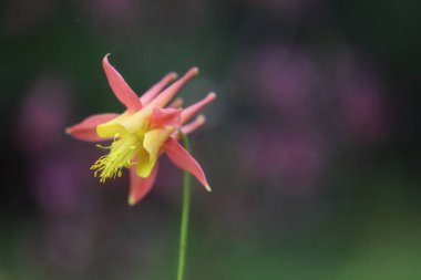 Bulanık arkaplanı olan tek bir çiçek.