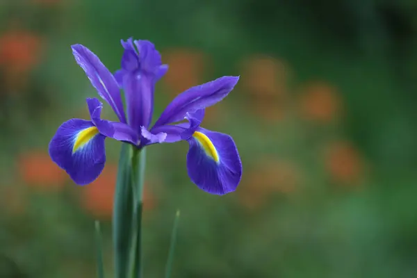 a purple flower with yellow and white petals