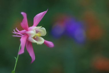 Bulanık bir geçmişi olan pembe ve beyaz bir çiçek.