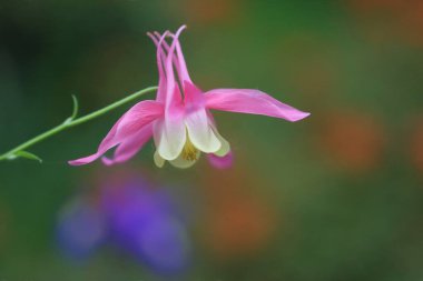 Sarı merkezli pembe bir çiçek.