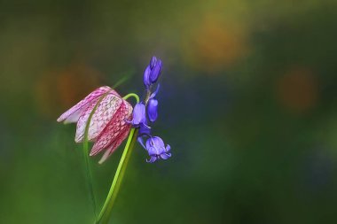 Üzerinde kelebek olan bir çiçek.
