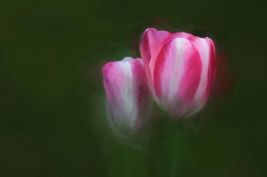 Vazoda iki pembe lale ve yeşil bir arka plan.