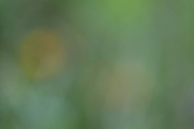 Bulanık yeşil arkaplan ve doğal renk bokeh.
