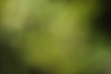 Sonbahar orman arka plan bulanık