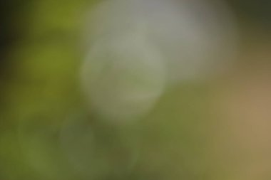 Doğanın bulanık odaklanmış soyut arkaplanı