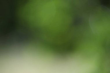 Bulanık yeşil yapraklar, soyut arka plan. yeşil doğa.