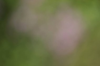 Pankartın için soyut, bulanık arkaplan, poster. yaratıcı kart.