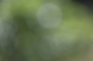 Bulanık yeşil bokeh arkaplanı