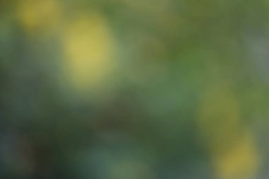 Renkli sonbahar yaprakları bulanık