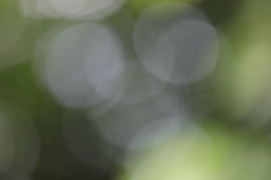 soyut bulanık yeşil arkaplan, doğa