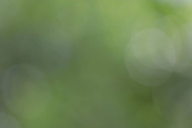 yeşil bulanık arkaplan bulanık ışık ile