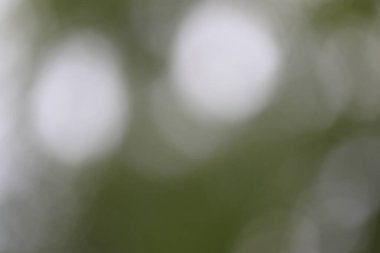 Bulanık doğa geçmişi. Beyaz arkaplanda yeşil ve beyaz yapraklar.