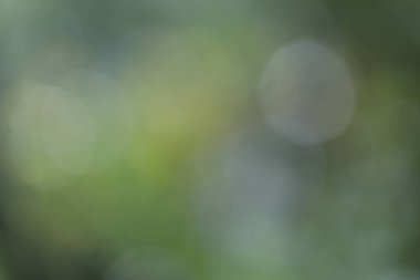 yeşil bulanık bokeh soyut arkaplan, doğa arkaplan