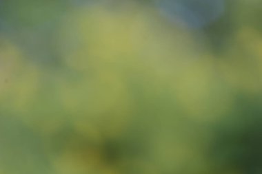 Sarı yeşil çimlerle bulanık arkaplan