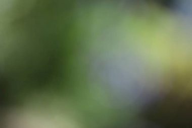 Parktaki yeşil yaprakların bulanık arkaplanı