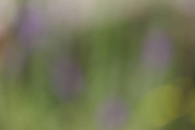 Bahçedeki çiçeklerin bulanık arkaplanı, Bokeh ile soyut arkaplan