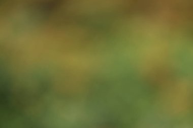 Sonbahar yaprakları arka plan, sonbahar mevsimi