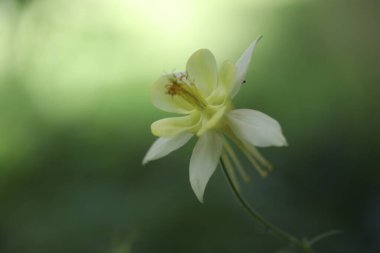 Bahçedeki güzel çiçek