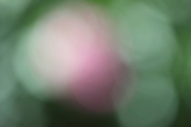 soyut bulanık arkaplan, renkli çiçekler