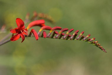 Güzel botanik fotoğrafı, doğal duvar kağıdı.