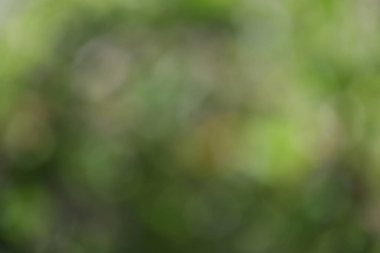 Bulanık bokeh arkaplan, yeşil yapraklar, doğa arkaplan.