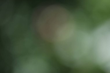 Odaklanamayan yeşil soyut arkaplan. Bulanık doğal arka plan. doğal arkaplan.