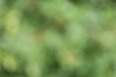 Bulanık yeşil yapraklar arka plan