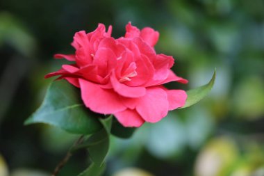 Bahçede kırmızı gül