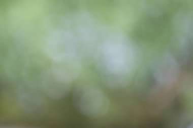 Ağaçtaki ışığın bulanıklığı, soyut bokeh arkaplan