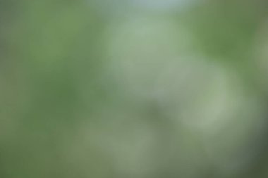 Bulanık doğa yeşil yapraklar arka plan.