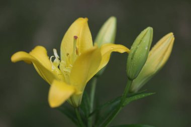 Güzel botanik fotoğrafı, doğal duvar kağıdı.