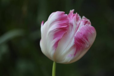 Koyu arkaplanda güzel bir lale, makro manzara