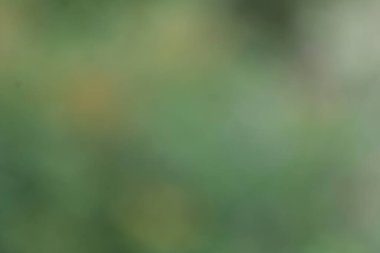 Renkli bulanık ışıkların soyut arkaplanı