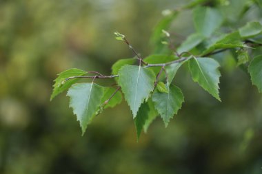 Ağaçtaki yeşil yapraklar