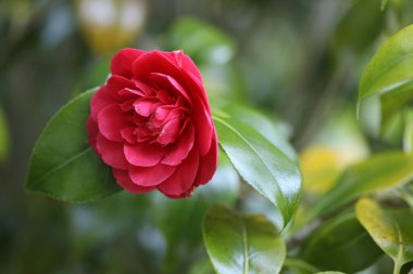 Bahçede güzel kırmızı güller