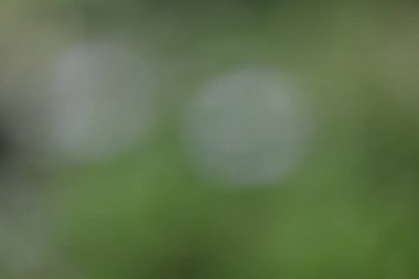 Yeşil doğa arka plan bulanık