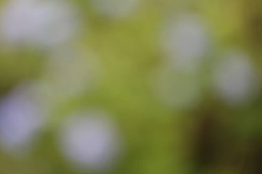 arka plan bulanık. arka plan.