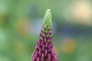 Lupines çiçekleri kapanıyor.