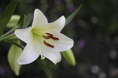 Güzel çiçekler, çiçek konsepti