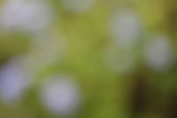 arka plan bulanık. arka plan.