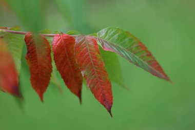 kırmızı ve yeşil yapraklar dalda