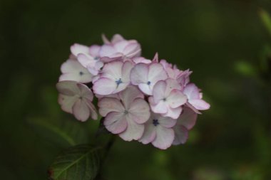 Bahçedeki güzel pembe çiçekler