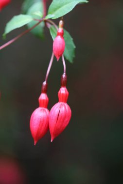 kırmızı böğürtlen