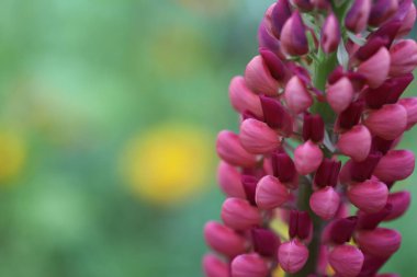 Kırmızı ve beyaz çiçekleri kapatın.