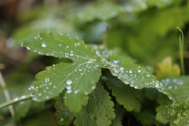 Yeşil yaprağa su damlası